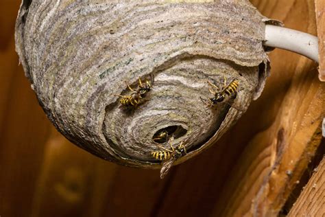 Red Wing Wasp Nest