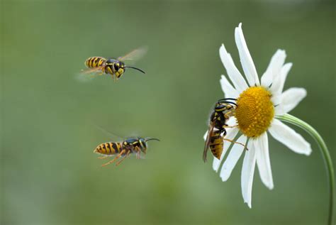 Red Wing Wasp Nesting Habits