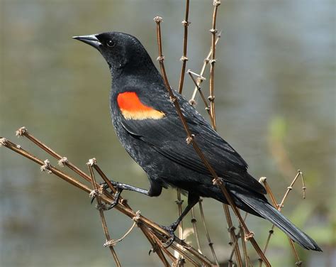 Red-winged Blackbird Call