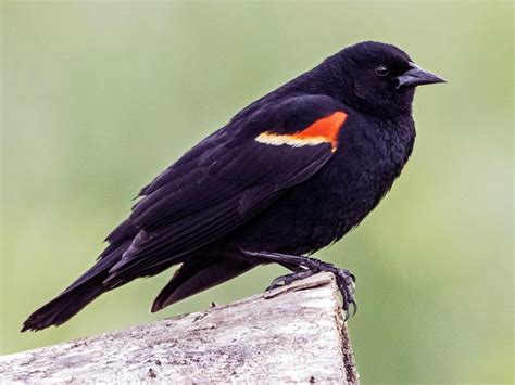 Red-winged Blackbird in a wetland