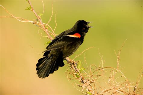 Red-winged Blackbird social structure