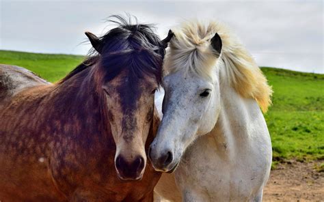 Reducing Stress in Captive Animals