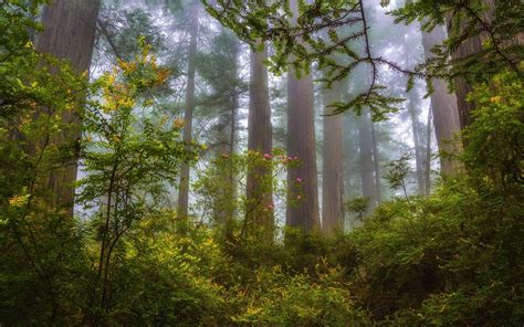 Redwood Forest Mist