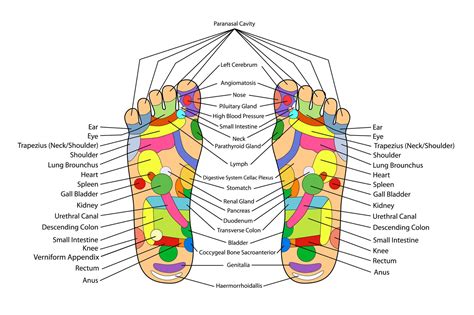 Reflexology Foot Chart Printable Energy Points