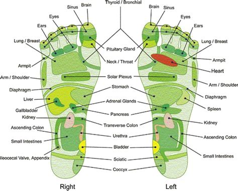 Reflexology Foot Chart Printable Menstrual Cramps