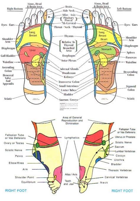 Reflexology Foot Chart Printable Mental Clarity