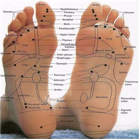 Reflexology Foot Chart Printable Overall Well-being