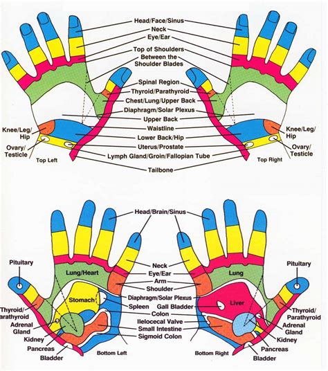 Reflexology Hand Chart 1