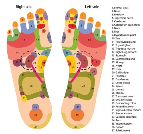 Reflexology Points