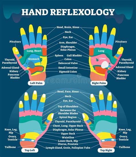 Reflexology Points on Hand Diagram