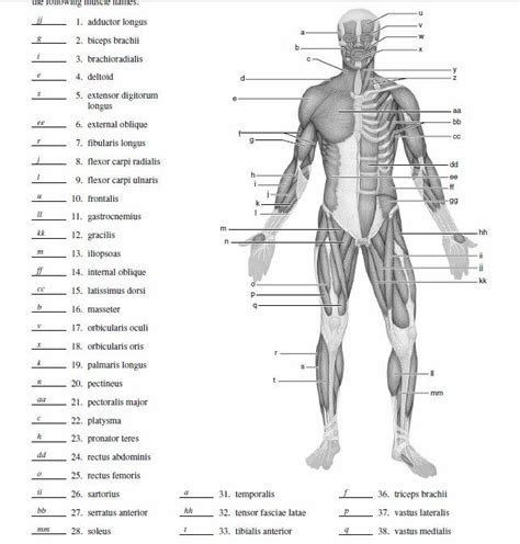 Regional muscles worksheet