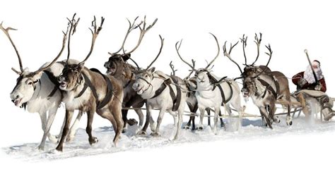 Reindeer Rebus