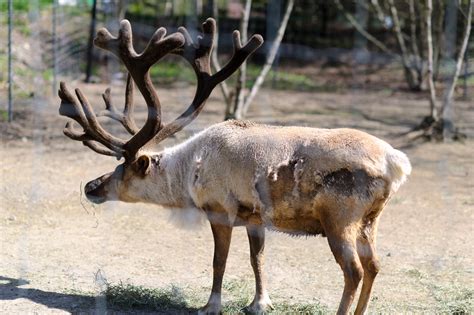 Reindeer antlers