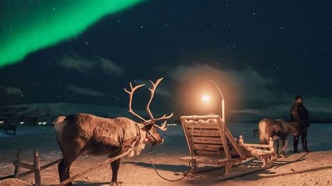 Reindeer at night