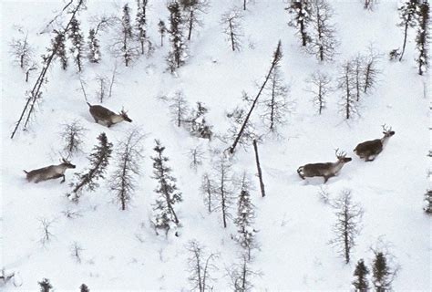 Reindeer conservation efforts