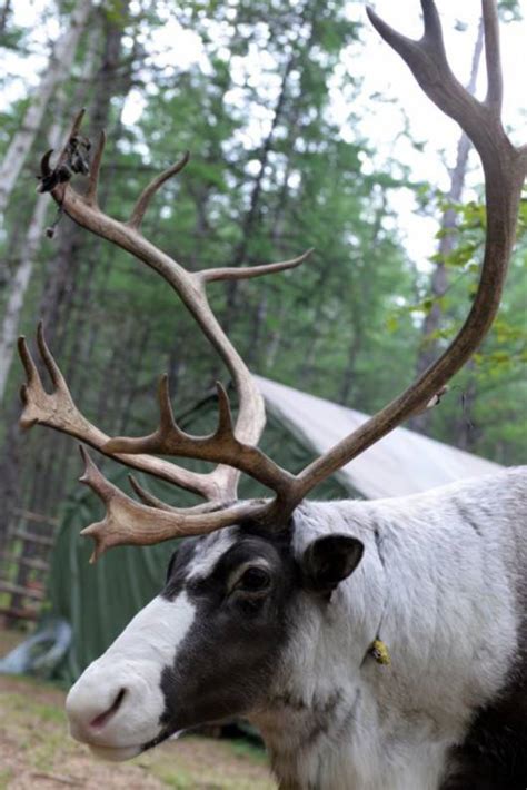 Reindeer conservation efforts