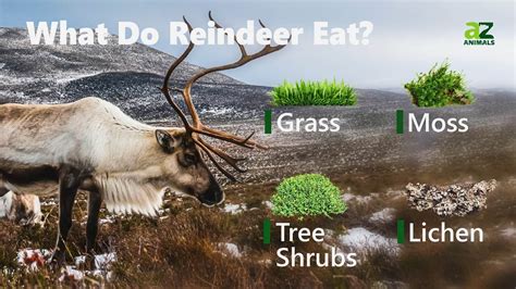 Reindeer specialized diet