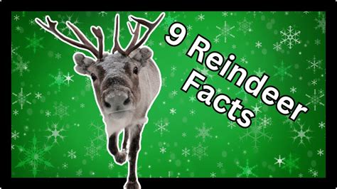 Reindeer Facts for Kids