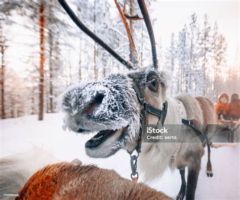 Reindeer in their natural habitat