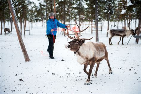 Reindeer herding