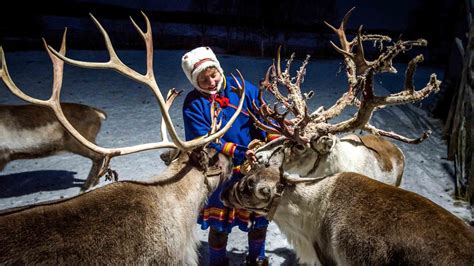 Reindeer herding