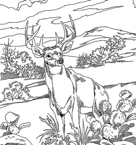 Reindeer in Forest Coloring Page