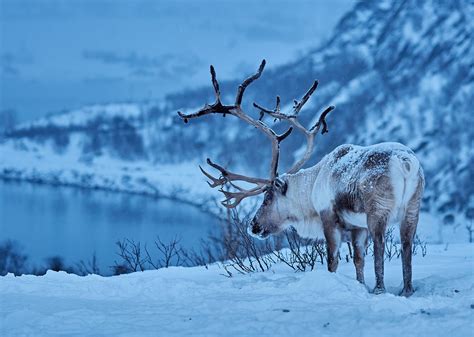 Reindeer in the snow