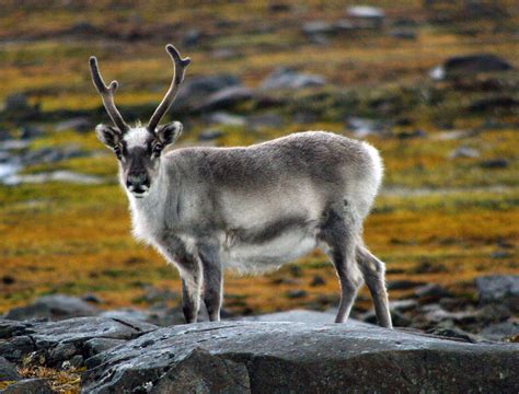 Reindeer in the Arctic