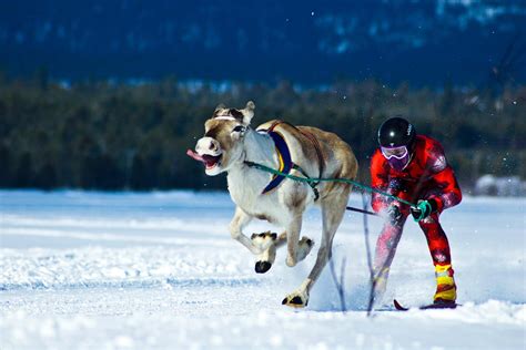 Reindeer in motion