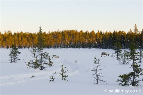 Reindeer Tracking