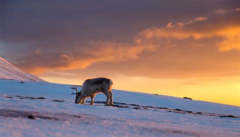 Reindeer eye anatomy