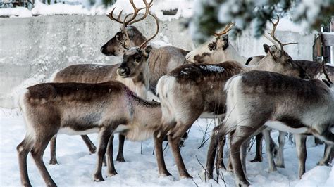 Reindeer eye anatomy