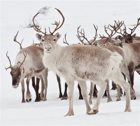 Reindeer with antlers