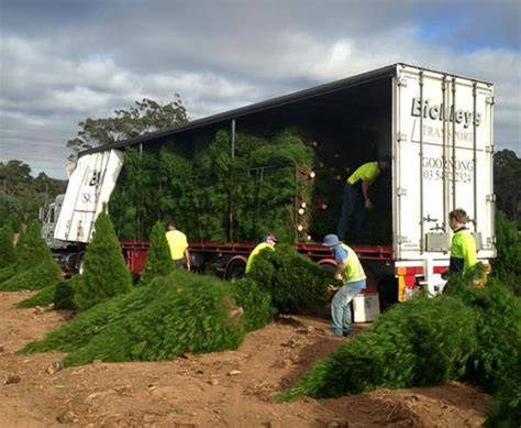 Reliable Christmas tree wholesaler image