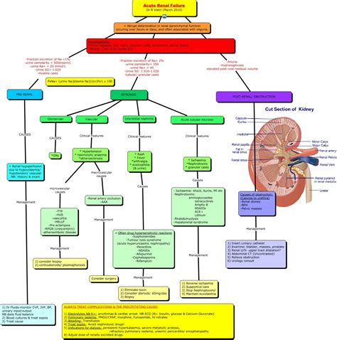 Renal Failure Pathophysiology Concept Map