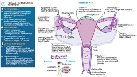 Reproductive System