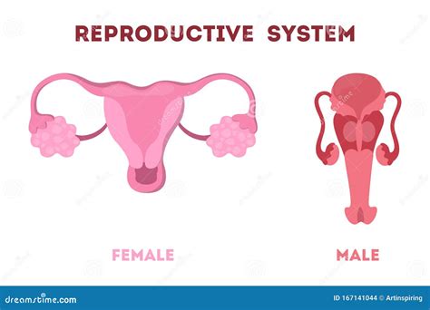 Reproductive system illustration