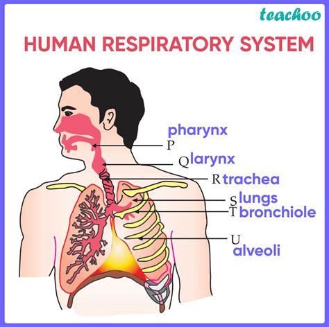 Respiratory System