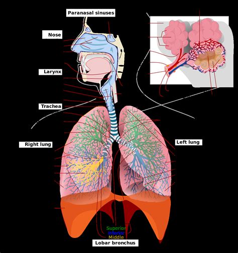 Respiratory System Image