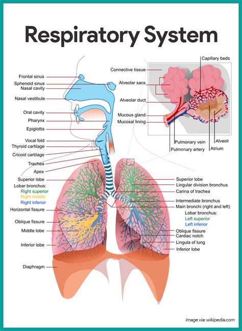 Human Respiratory System