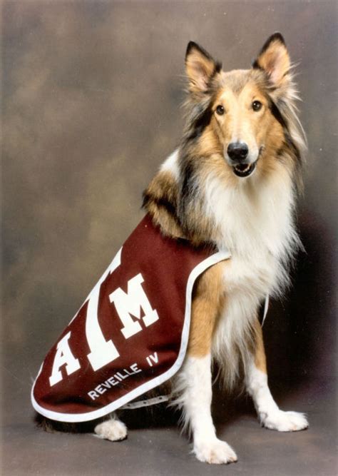 Reveille Tradition in Military