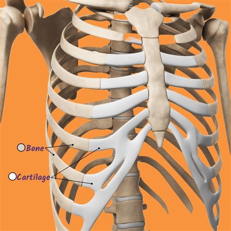 Rib Cage Anatomy