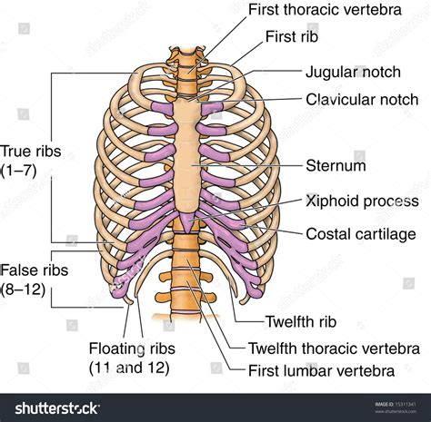 Rib Cage Anatomy Poster