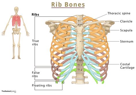 Rib Cage Diagram