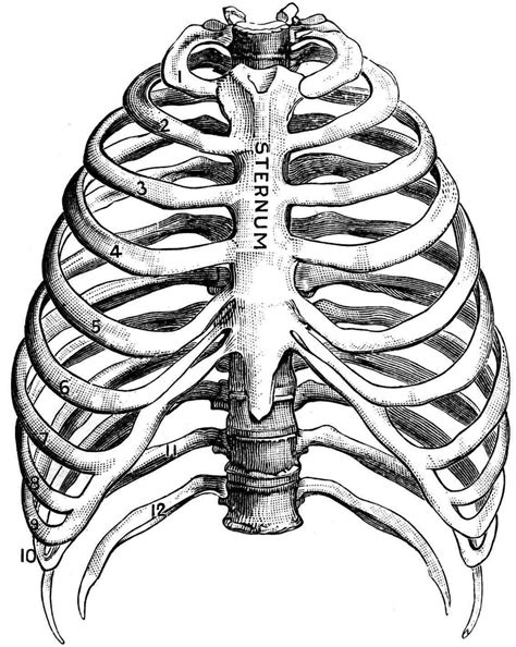 Rib Cage Illustration