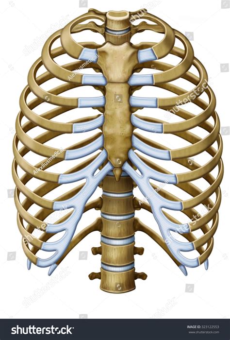 Rib Cage Internal Organs Poster