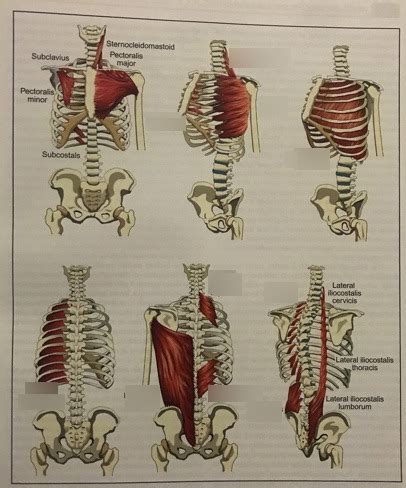 Rib Cage Muscles Poster