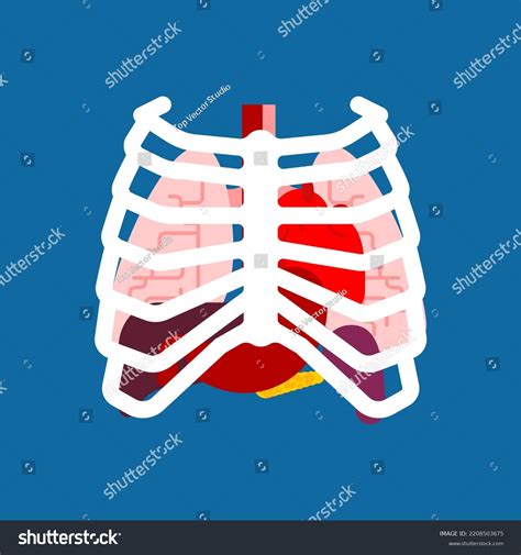 Rib Cage Template with Internal Organs