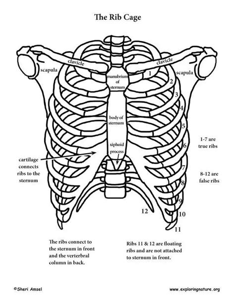 Rib Cage Template with Muscles