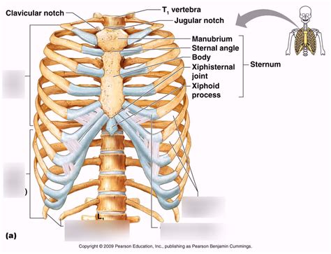 A diagram of the ribcage, highlighting its structure and function